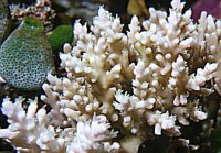 Colonia di Acropora con polipi sbiancati ma ancora viventi.