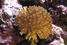 inaugurata all'acquario di genova la nuova area espositiva dedicata al meraviglioso mondo dei coralli