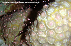 news from maldives island angsana maldives ihuru welcomes coral scientist to the maldives marine lab maldives  angsana resort & spa maldives ihuru and banyan tree maldives vabbinfaru