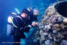 news from maldives island angsana maldives ihuru welcomes coral scientist to the maldives marine lab maldives  angsana resort & spa maldives ihuru and banyan tree maldives vabbinfaru