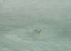 foto photo informazioni consigli utili isole maldive maayafushi resort isola di mayafushi atollo di ari nord by Dony&Ciosoto febbraio 2005