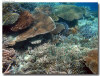 fotografie sub e snorkelling isola di kanduludhoo atollo di ari nord by Gabriela&Bruno agosto 2005