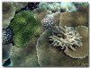 fotografie sub e snorkelling isola di kanduludhoo atollo di ari nord by Gabriela&Bruno agosto 2005