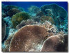 fotografie sub e snorkelling isola di kanduludhoo atollo di ari nord by Gabriela&Bruno agosto 2005