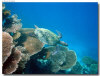 fotografie sub e snorkelling isola di kanduludhoo atollo di ari nord by Gabriela&Bruno agosto 2005