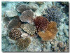 fotografie sub e snorkelling isola di madoogali atollo di ari nord by Gabriela&Bruno agosto 2005