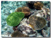 fotografie sub e snorkelling isola di madoogali atollo di ari nord by Gabriela&Bruno agosto 2005
