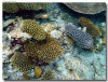 fotografie sub e snorkelling isola di madoogali atollo di ari nord by Gabriela&Bruno agosto 2005