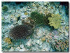 fotografie sub e snorkelling isola di madoogali atollo di ari nord by Gabriela&Bruno agosto 2005