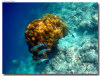 fotografie sub e snorkelling isola di madoogali atollo di ari nord by Gabriela&Bruno agosto 2005