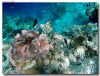 fotografie sub e snorkelling isola di madoogali atollo di ari nord by Gabriela&Bruno agosto 2005