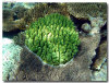 fotografie sub e snorkelling isola di madoogali atollo di ari nord by Gabriela&Bruno agosto 2005