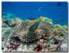 fotografie sub e snorkelling isola di madoogali atollo di ari nord by Gabriela&Bruno agosto 2005