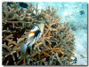 fotografie sub e snorkelling isola di madoogali atollo di ari nord by Gabriela&Bruno agosto 2005