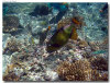 fotografie sub e snorkelling isola di madoogali atollo di ari nord by Gabriela&Bruno agosto 2005