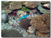 fotografie sub e snorkelling isola di madoogali atollo di ari nord by Gabriela&Bruno agosto 2005
