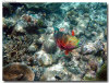 fotografie sub e snorkelling isola di madoogali atollo di ari nord by Gabriela&Bruno agosto 2005