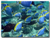 fotografie sub e snorkelling isola di madoogali atollo di ari nord by Gabriela&Bruno agosto 2005