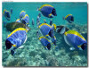 fotografie sub e snorkelling isola di madoogali atollo di ari nord by Gabriela&Bruno agosto 2005