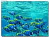 fotografie sub e snorkelling isola di madoogali atollo di ari nord by Gabriela&Bruno agosto 2005