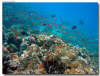 fotografie sub e snorkelling isola di madoogali atollo di ari nord by Gabriela&Bruno agosto 2005