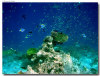 fotografie sub e snorkelling isola di madoogali atollo di ari nord by Gabriela&Bruno agosto 2005