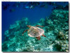 fotografie sub e snorkelling isola di madoogali atollo di ari nord by Gabriela&Bruno agosto 2005