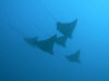 aquile_mare.jpg (62043 byte)