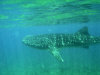 isole maldive crociera maldive a bordo della monima II fotografie informazioni barca moonima II yacht boat tour operator macana maldives by www.poggisub.it nel gennaio 2006