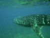 isole maldive crociera maldive a bordo della monima II fotografie informazioni barca moonima II yacht boat tour operator macana maldives by www.poggisub.it nel gennaio 2006