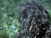 squalo balena_04.jpg (71530 byte)