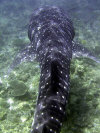 squalo balena_05.jpg (71907 byte)
