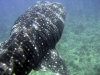 squalo balena_06.jpg (68192 byte)