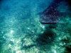 isole maldive crociera maldive a bordo della monima II fotografie informazioni barca moonima II yacht boat tour operator macana maldives by www.poggisub.it nel gennaio 2006