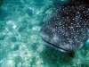 isole maldive crociera maldive a bordo della monima II fotografie informazioni barca moonima II yacht boat tour operator macana maldives by www.poggisub.it nel gennaio 2006