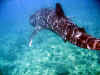 balena_10.jpg (68364 byte)