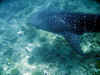 balena_11.jpg (68496 byte)