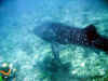 balena_12.jpg (71166 byte)