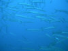 barracuda.jpg (67418 byte)
