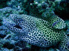 murena_maculata.jpg (74648 byte)