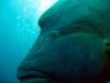 pesce napoleone.jpg (72335 byte)