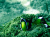 pesce pagliaccio.jpg (73150 byte)