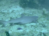 squalo_03.jpg (69621 byte)
