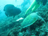 isole maldive fotografie fish head da video informazioni consigli utili moofushi resort isola di moofushi atollo di ari sud by Claudia&Dario di www.tuttomaldive.it luglio 2006
