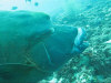 isole maldive fotografie fish head da video informazioni consigli utili moofushi resort isola di moofushi atollo di ari sud by Claudia&Dario di www.tuttomaldive.it luglio 2006