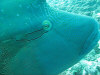 isole maldive fotografie fish head da video informazioni consigli utili moofushi resort isola di moofushi atollo di ari sud by Claudia&Dario di www.tuttomaldive.it luglio 2006