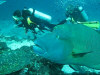 isole maldive fotografie fish head da video informazioni consigli utili moofushi resort isola di moofushi atollo di ari sud by Claudia&Dario di www.tuttomaldive.it luglio 2006