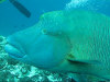 isole maldive fotografie fish head da video informazioni consigli utili moofushi resort isola di moofushi atollo di ari sud by Claudia&Dario di www.tuttomaldive.it luglio 2006