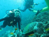 isole maldive fotografie fish head da video informazioni consigli utili moofushi resort isola di moofushi atollo di ari sud by Claudia&Dario di www.tuttomaldive.it luglio 2006