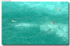 isole maldive foto lagune informazioni consigli utili moofushi resort isola di moofushi atollo di ari sud con il gruppo di viaggio tuttomaldive nel luglio 2006 by Gabriela&Bruno utenti forum maldive Salomee e Gavriela uNachum